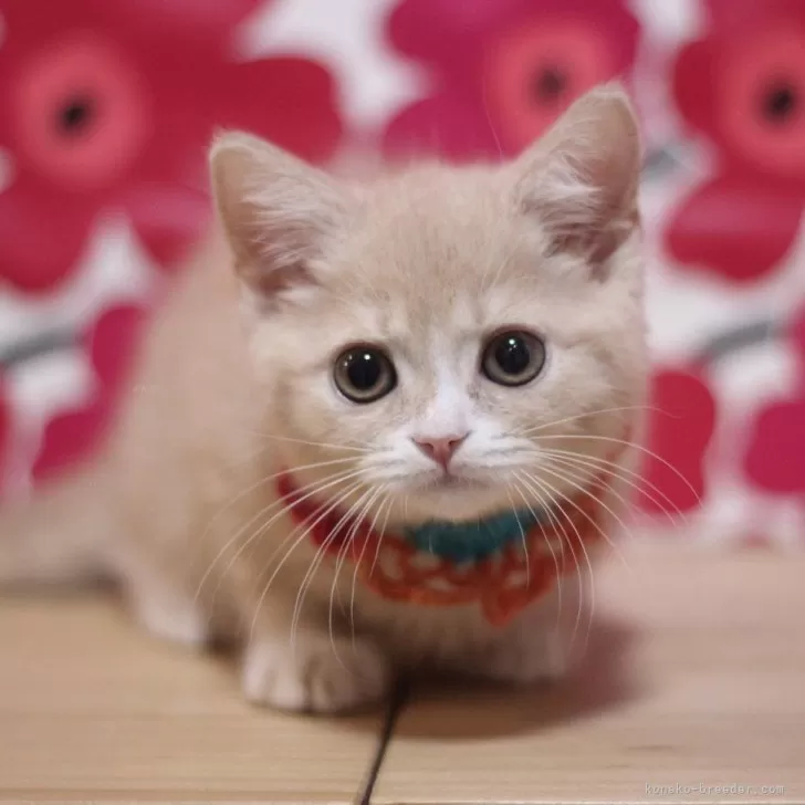 ID:2406-03237の子猫