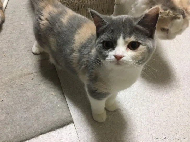 ID：1701-00097の子猫