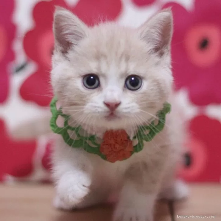 ID:2412-01059の子猫