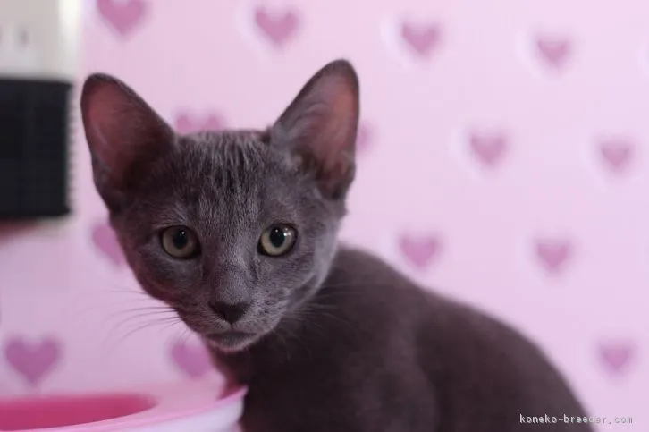 ID:1605-00411の子猫