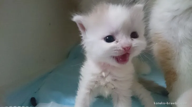 ミルク 様のお迎えした子猫