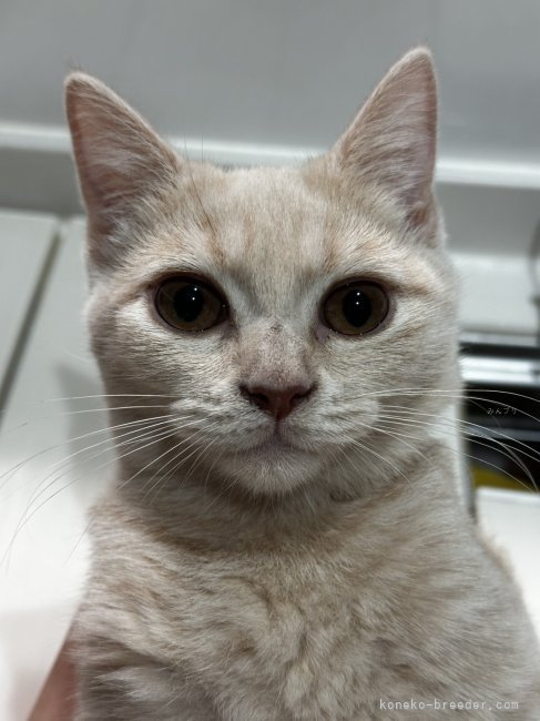 マンチカン【・女の子・2024年4月17日・クリームタビー】