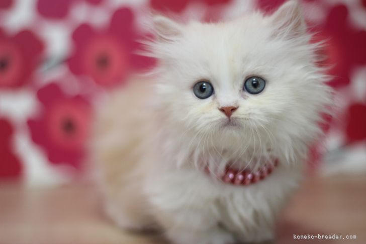 マンチカン 短足 東京都 女の子 22年6月2日 カメオタビー ホワイト とっても可愛い短足の女の子です みんなの子猫ブリーダー 子猫id 27