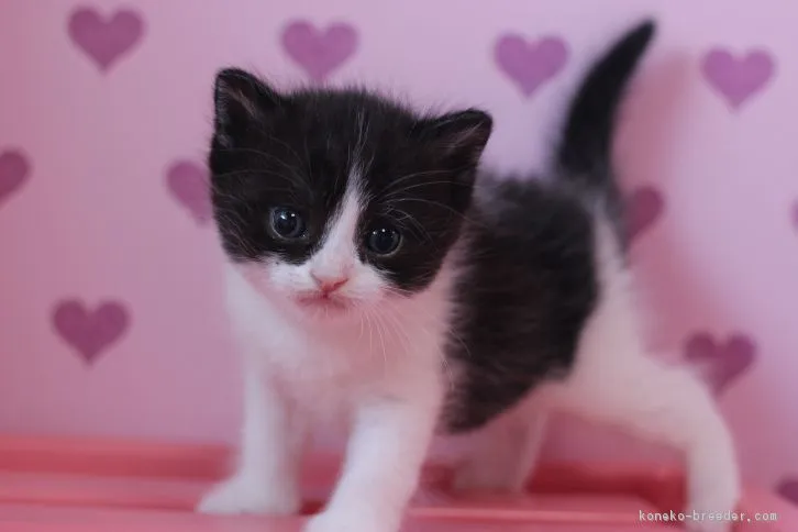 ID：1608-00723の子猫