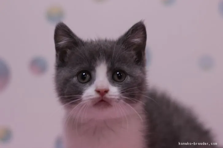 みかん 様のお迎えした子猫