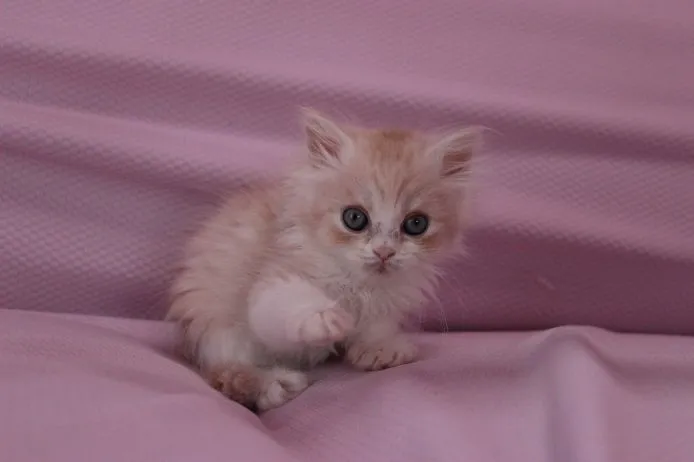 ID：1503-00175の子猫
