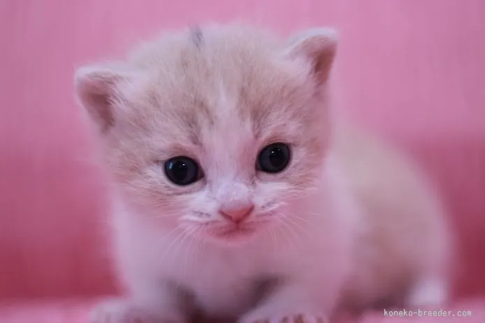 さっこ 様のお迎えした子猫