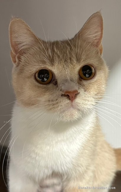 スコティッシュフォールド【・女の子・2024年6月10日・クリームタビー&amp;ホワイト】