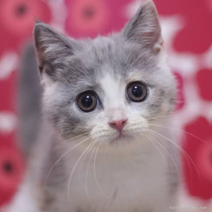 ID:2408-00016の子猫