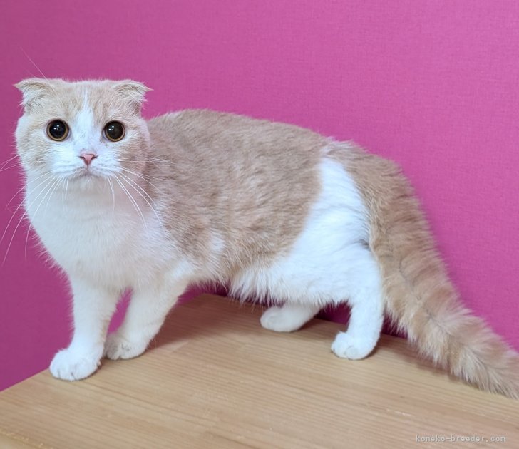 スコティッシュフォールド【・女の子・2023年12月23日・クリームタビー&amp;ホワイト】