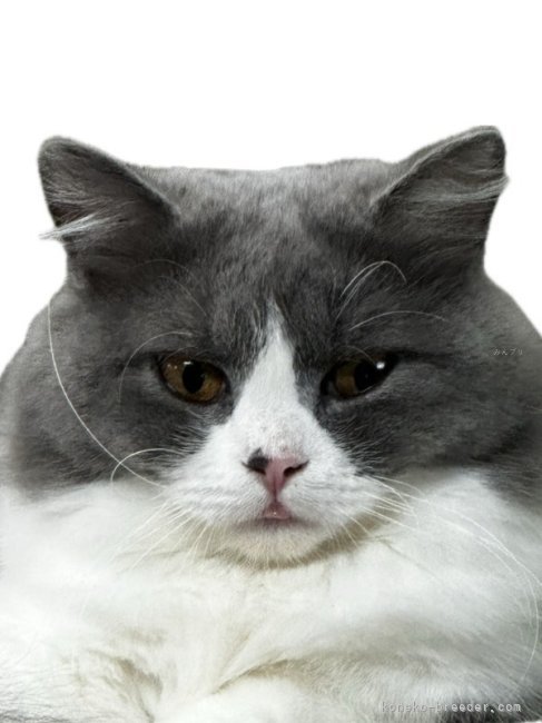 マンチカン【・女の子・2022年12月24日・ブルー&amp;ホワイト】