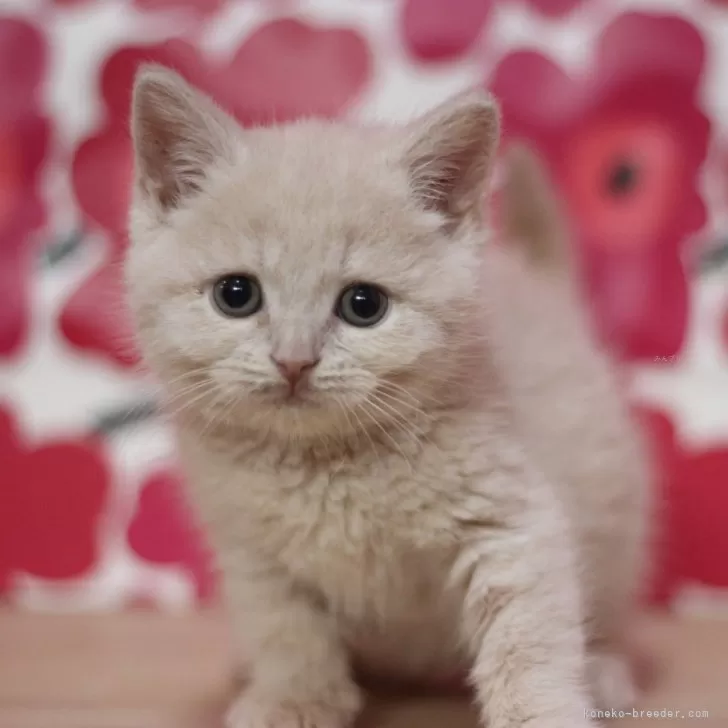 ID:2402-00037の子猫