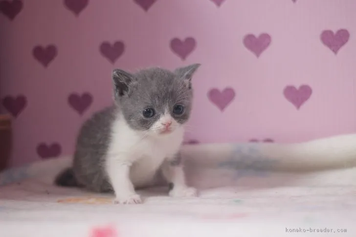 ID：1703-00150の子猫