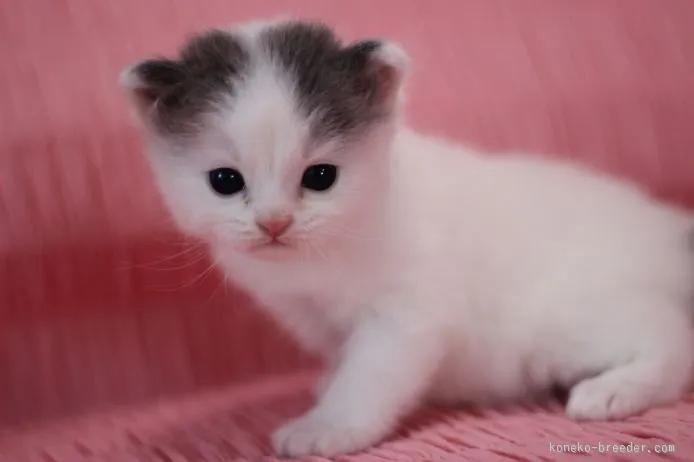 ID：1508-00156の子猫