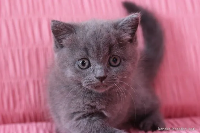 ドク 様のお迎えした子猫