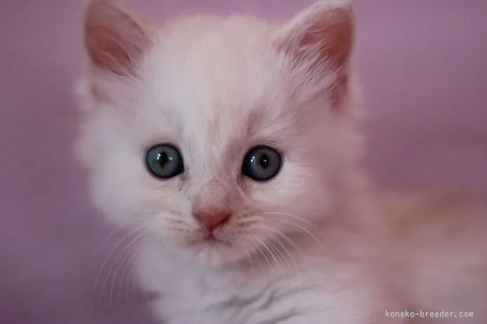 ACCO 様のお迎えした子猫