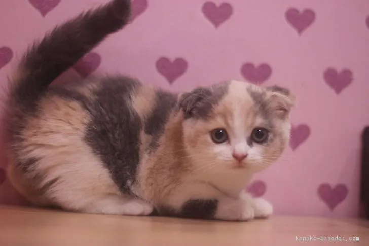 ID：1810-00162の子猫