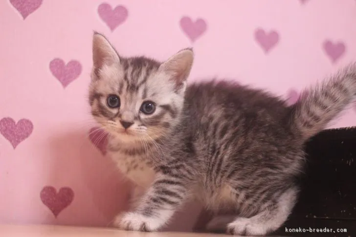 こな 様のお迎えした子猫