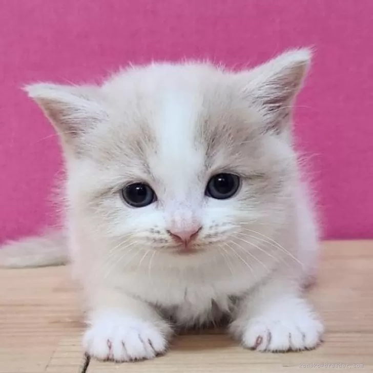 ID：2412-00642の子猫