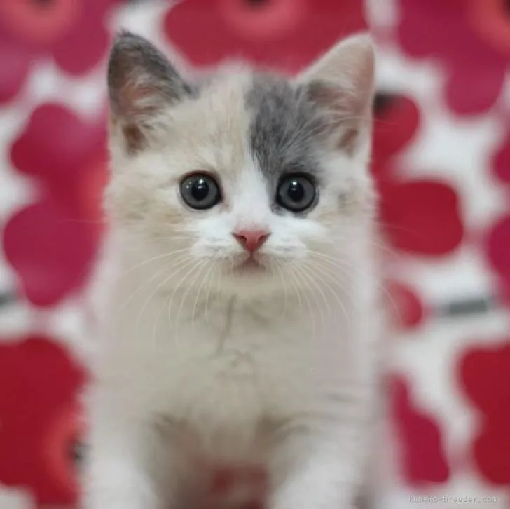 M.T 様のお迎えした子猫