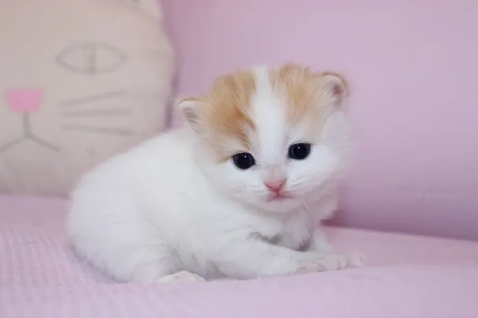 ID：1504-00413の子猫
