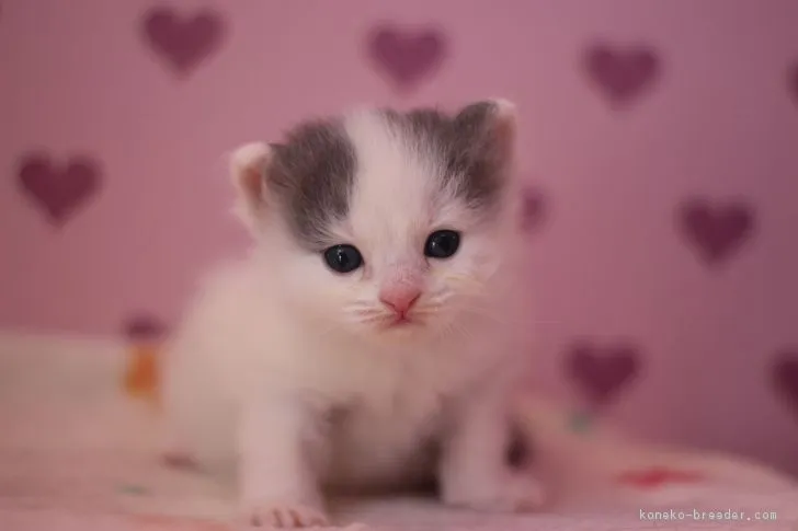 ID：1701-00293の子猫
