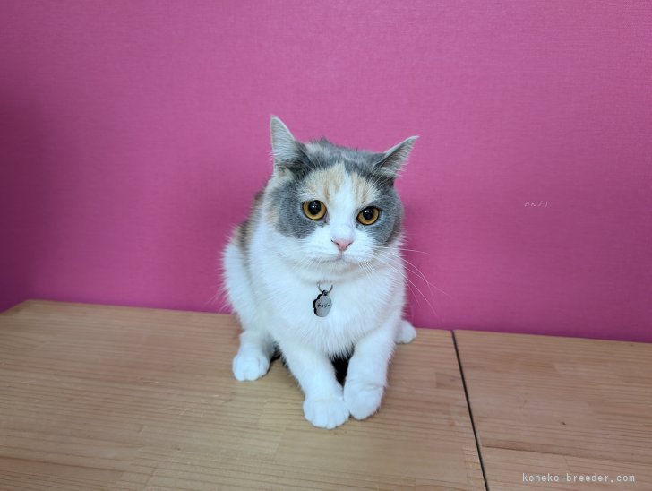 マンチカン【・女の子・2023年10月11日・ダイリュートキャリコ】