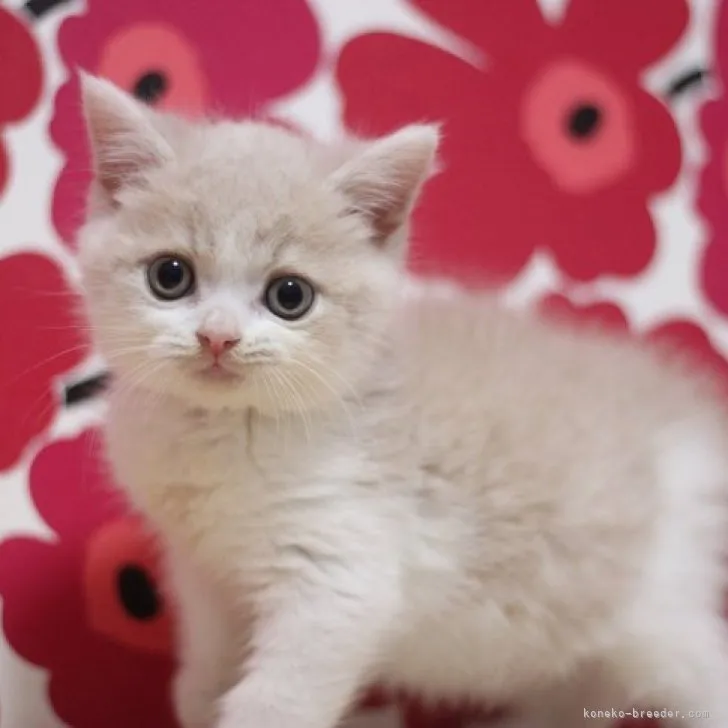 ID：2307-00270の子猫