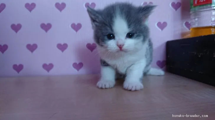 福ママ 様のお迎えした子猫