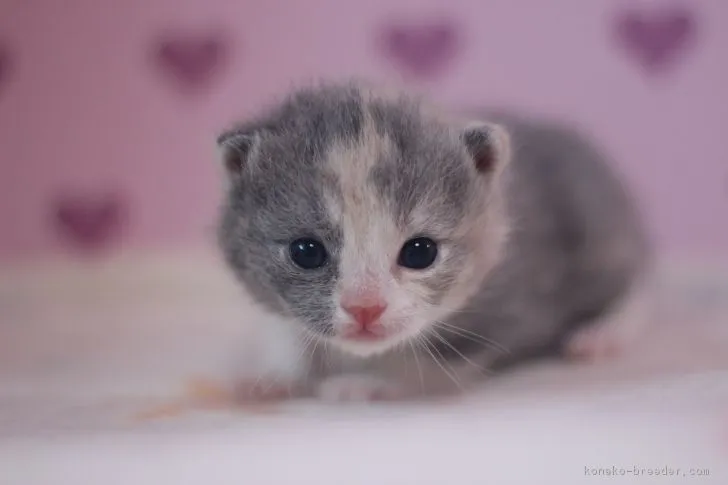 ID：1612-00579の子猫