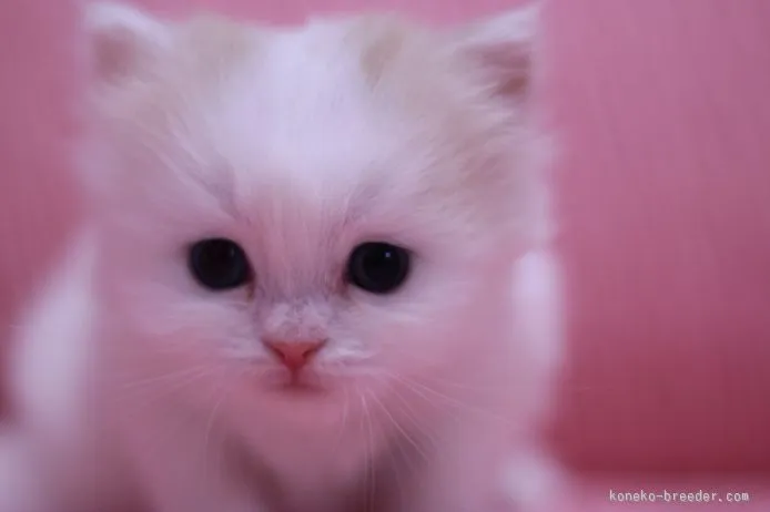 ID：1508-00472の子猫