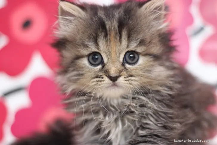 ID：2007-01758の子猫