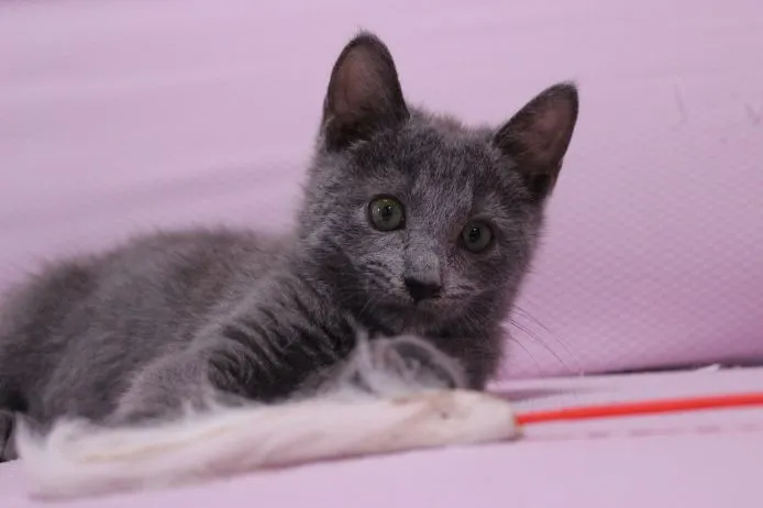 ID：1503-00103の子猫