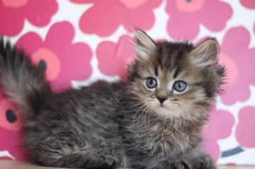 ミヌエット【東京都・男の子・2020年12月20日・ブラウンタビー（ロングヘアー）】の写真「とっても可愛い短足の女男の子です💕」