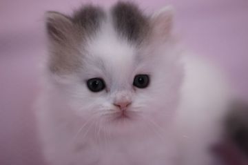 スコティッシュフォールド【東京都・男の子・2015年9月20日・ブルー&ホワイト（ロングヘアー）】の写真「立ち耳の男の子です。」