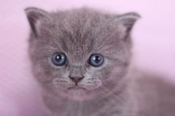 マンチカン【東京都・女の子・2015年9月30日・ブルー（ショートヘアー）】の写真「目がクリクリな短足の女の子です。」