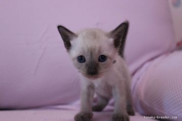 シャム(サイアミーズ)【東京都・女の子・2015年6月19日・シールポイント】の写真「元気な女の子です。」