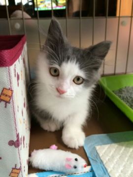 マンチカン【東京都・男の子・2015年6月21日・ブルー&ホワイト】の写真「」