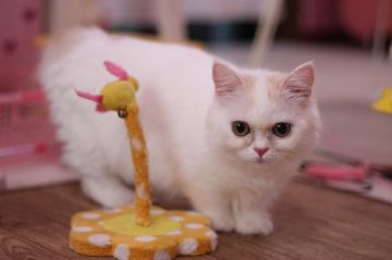 マンチカン【東京都・女の子・2015年1月29日・クリーム&ホワイト（ロングヘアー）】の写真「目が大きいとても懐っこい短足の女の子です。」