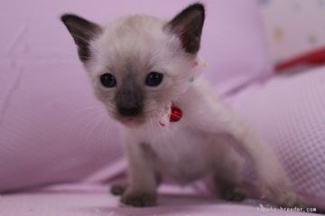 シャム(サイアミーズ)【東京都・女の子・2015年6月19日・シールポイント】の写真「元気のいい女の子です。」