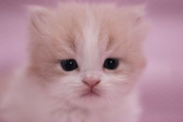 スコティッシュフォールド【東京都・男の子・2015年9月20日・クリーム&ホワイト（ロングヘアー）】の写真「立ち耳の大人しい子です。」