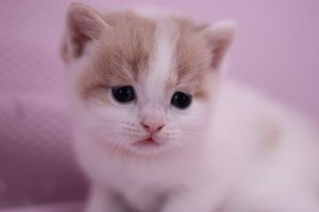 ブリティッシュショートヘア【東京都・男の子・2015年9月19日・クリームタビー&ホワイト】の写真「大人しい男の子です。」