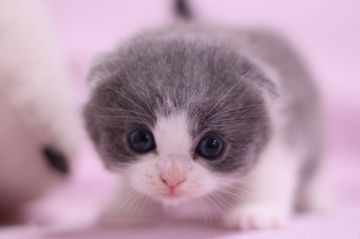 スコティッシュフォールド【東京都・男の子・2015年9月18日・ブルー&ホワイト（ショートヘアー）】の写真「折れ耳の可愛い男の子です。」