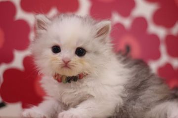 ミヌエット【東京都・女の子・2021年8月21日・シルバーパッチドタビー（ロングヘアー）】の写真「とっても可愛い足長の女の子です💕」