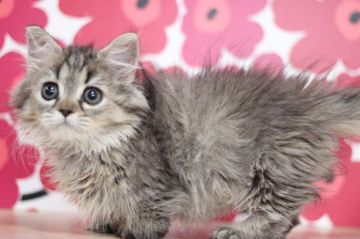 ミヌエット【東京都・女の子・2020年7月10日・ブラウンタビー（ロングヘアー）】の写真「とても可愛い短足の女の子です💕」