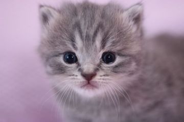 スコティッシュフォールド【東京都・女の子・2015年10月5日・ブルータビー（ショートヘアー）】の写真「立ち耳の女の子です。」