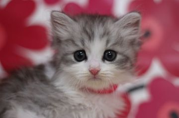 ミヌエット【東京都・男の子・2020年6月20日・シルバータビー&ホワイト（ロングヘアー）】の写真「可愛い元気な足長の男の子です♥」