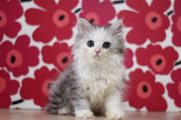 ミヌエット【東京都・女の子・2021年2月8日・シルバーパッチドタビー（ロングヘアー）】の写真「とても可愛い短足長の女の子です💕」