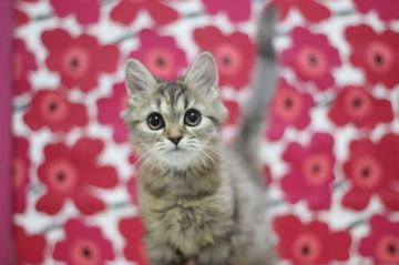 ミヌエット【東京都・女の子・2022年2月27日・ブラウンタビー（ロングヘアー）】の写真「とても可愛い抱っこ好きな足長の女の子です💕」