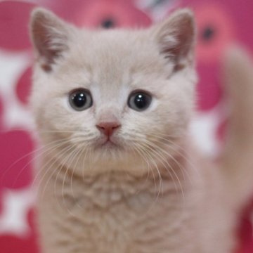 ブリティッシュショートヘア【東京都・男の子・2024年4月14日・クリームタビー】の写真「元気で抱っこ好きな可愛いまん丸の男の子です♥」
